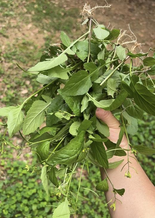 102野生葛菜 400克 商品图0