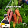 生态彩色胡萝卜/手指胡萝卜（包邮） | Ecological carrot | Self-production 商品缩略图0