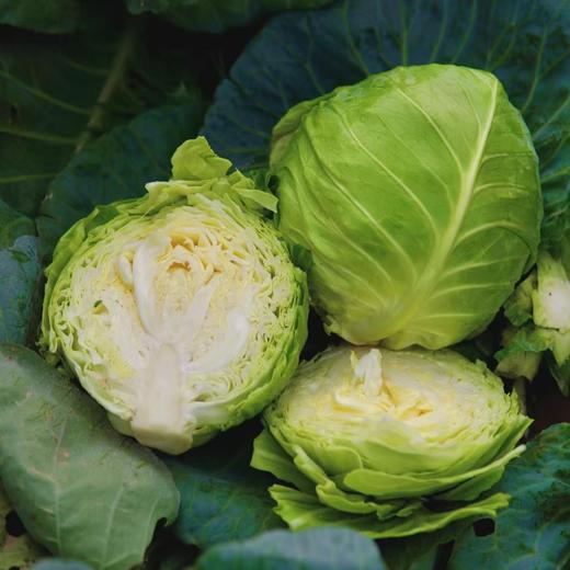 【时令蔬菜】包心菜 1500g 润肠通便减脂不胀气 商品图1