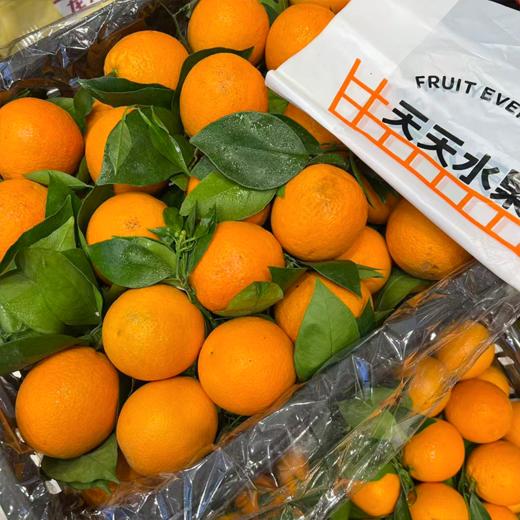 夏橙 甜蜜爆汁 新鲜橙子 商品图1