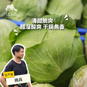生态包菜/牛心甘蓝（包邮）| 绿家自产* Eco-baby Chinese cabbage group-buy | Self-production