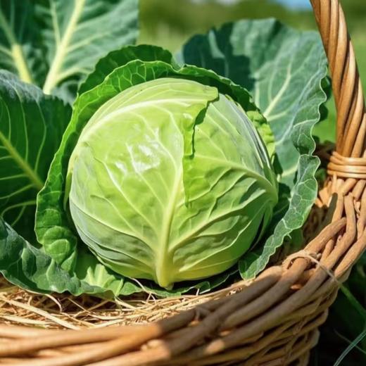 【时令蔬菜】包心菜 1500g 润肠通便减脂不胀气 商品图0