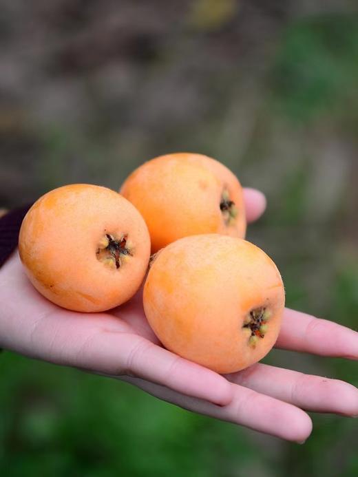 米易枇杷（五星枇杷)）大果3斤装-包邮到家【水果】ZY 商品图0