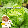 生态生菜 | 绿家自产*ecological lettuce | Self-production 商品缩略图0