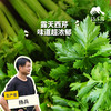 生态西芹/芹菜(一件包邮 )| 绿家自产*Eco-celery group purchase | Self-production 商品缩略图0