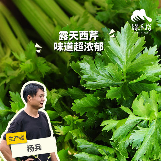 生态西芹/芹菜(一件包邮 )| 绿家自产*Eco-celery group purchase | Self-production 商品图0