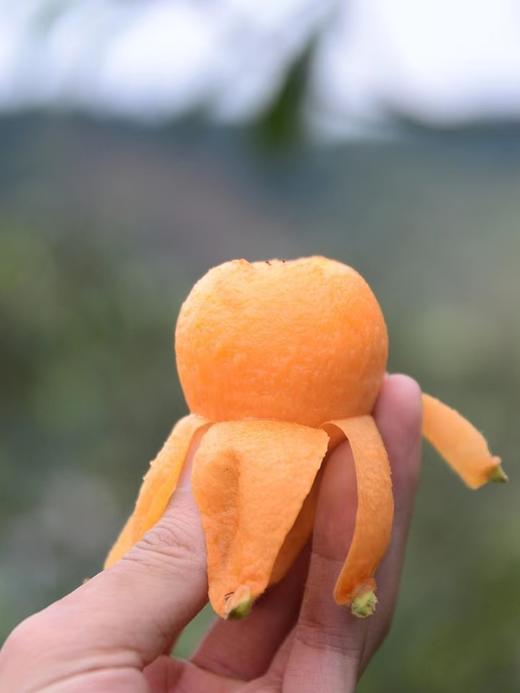 米易枇杷（五星枇杷)）大果3斤装-包邮到家【水果】ZY 商品图1