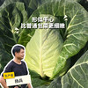 生态牛心甘蓝 | 绿家自产 * Ecological Oxheart Cabbage | In-House Production 商品缩略图0