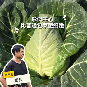 生态牛心甘蓝 | 绿家自产 * Ecological Oxheart Cabbage | In-House Production