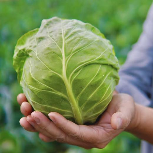 【时令蔬菜】包心菜 1500g 润肠通便减脂不胀气 商品图3