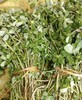 103瓜子菜 250克 商品缩略图0