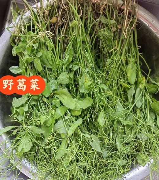 102野生葛菜 400克 商品图1