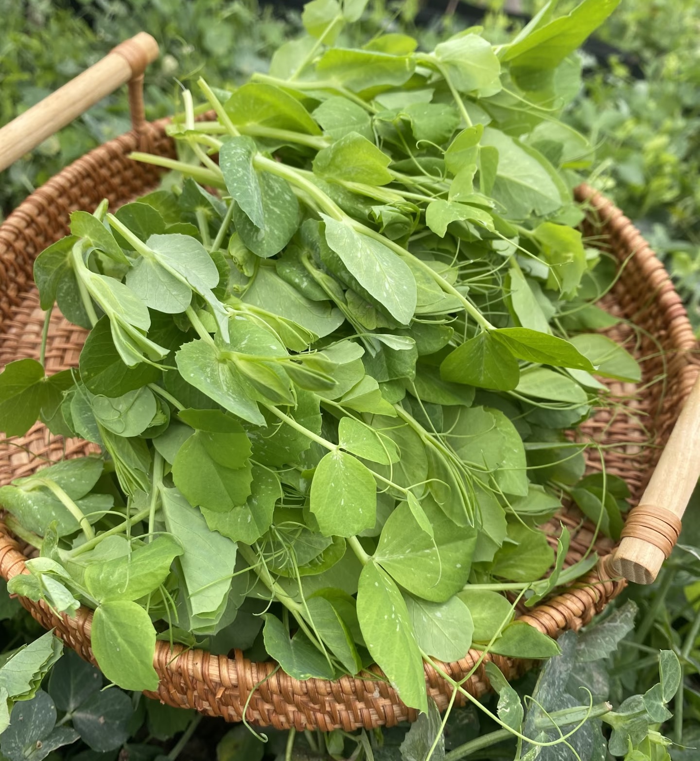 301荷兰豆苗 300克