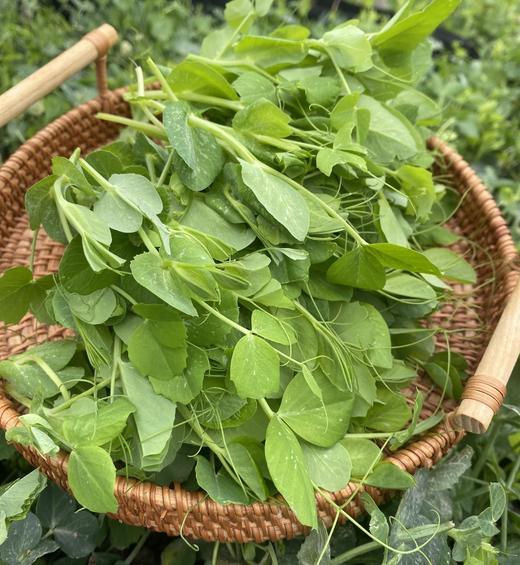 301荷兰豆苗 300克 商品图0