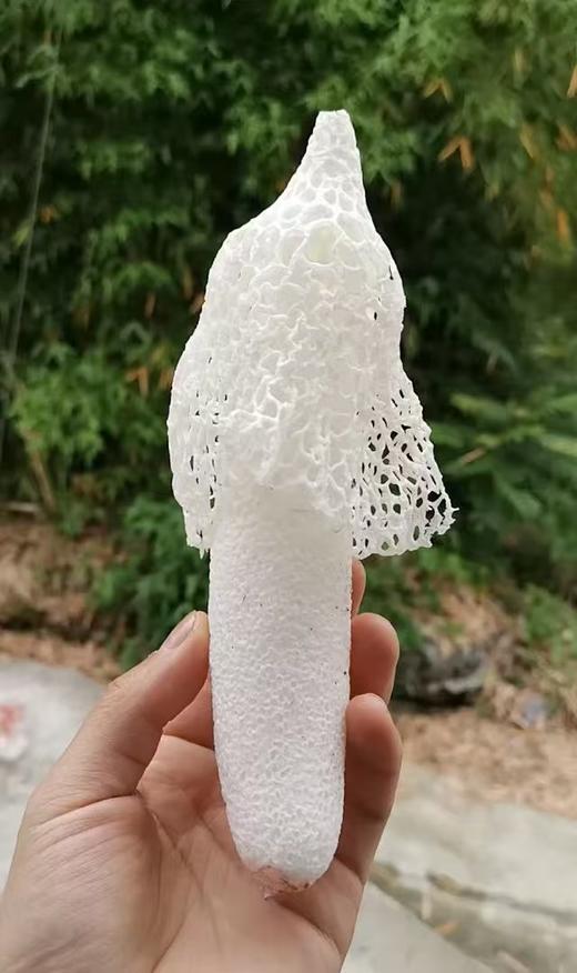 【仿野生种植】生态长裙干竹荪50g，无硫熏制，无防腐剂 商品图1