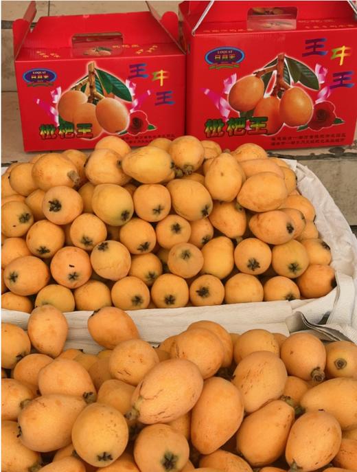 一都早种枇杷 商品图0
