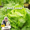 生态生菜 | 绿家自产*Ecological lettuce |  In-House Production 商品缩略图0