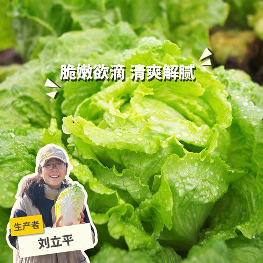 生态生菜 | 绿家自产*Ecological lettuce |  In-House Production 商品图0