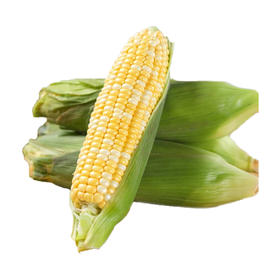 金银水果玉米600g/盒