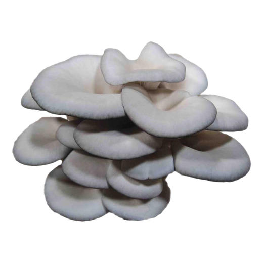 高山平菇200g/盒 商品图0