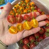 刘婆婆小甜甜「双拼小番茄」整件 约1kg 商品缩略图5