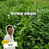 生态水芹菜 | 绿家自产*Eco-celery | In-House Production 商品缩略图0