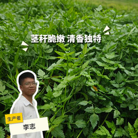 生态水芹菜 | 绿家自产*Eco-celery | In-House Production