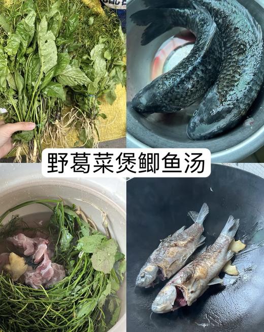 102野生葛菜 400克 商品图2