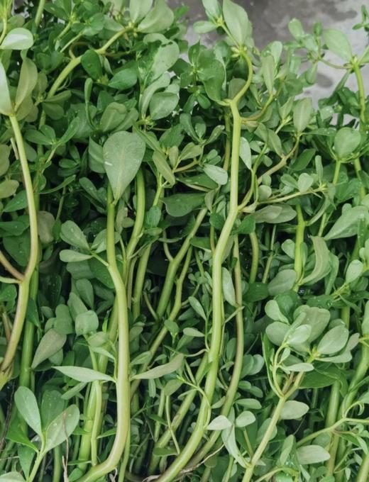 103瓜子菜 250克 商品图1