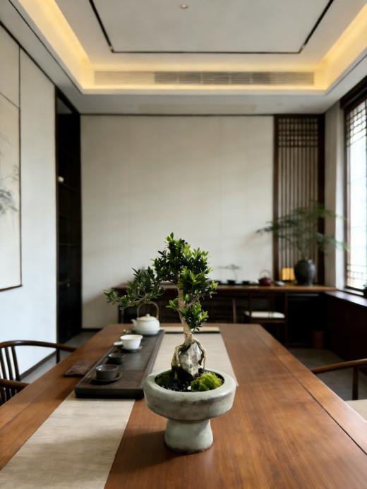 造型黄杨 商品图1