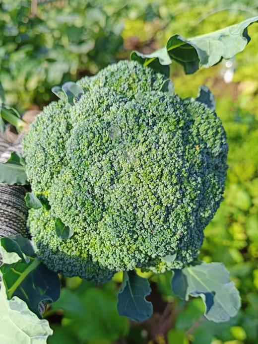 西兰花 750g 商品图1