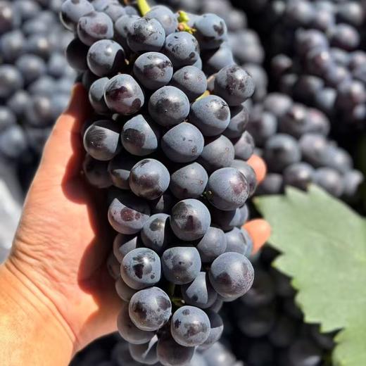 建水「蓝莓葡萄」1kg 商品图4