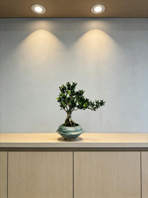 造型黄杨 商品图1