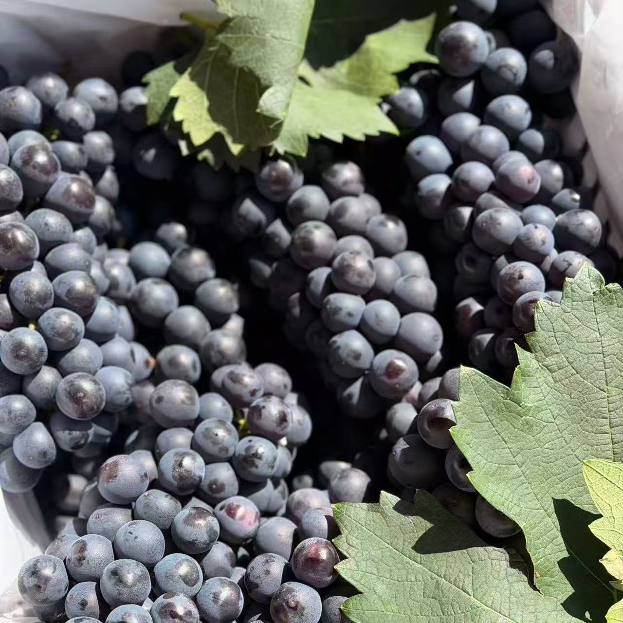 建水「蓝莓葡萄」1kg