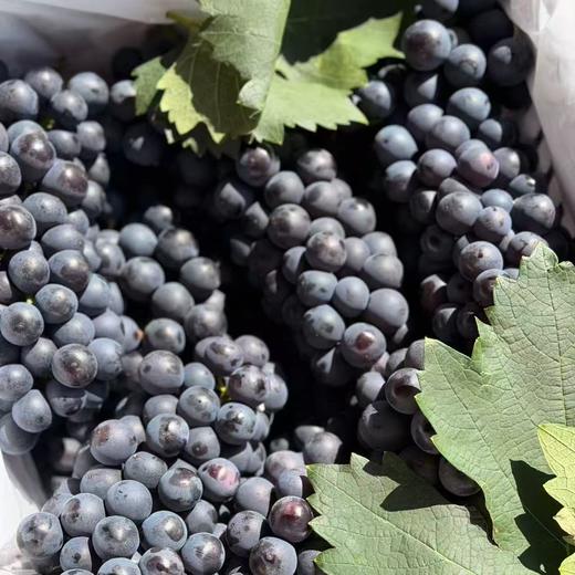 建水「蓝莓葡萄」1kg 商品图0