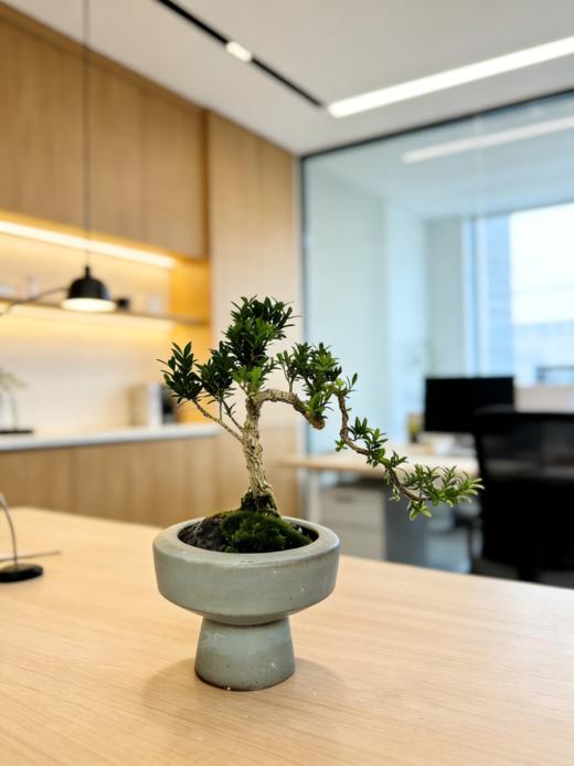 造型黄杨 商品图2