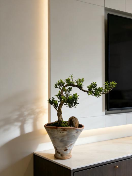 造型黄杨 商品图1