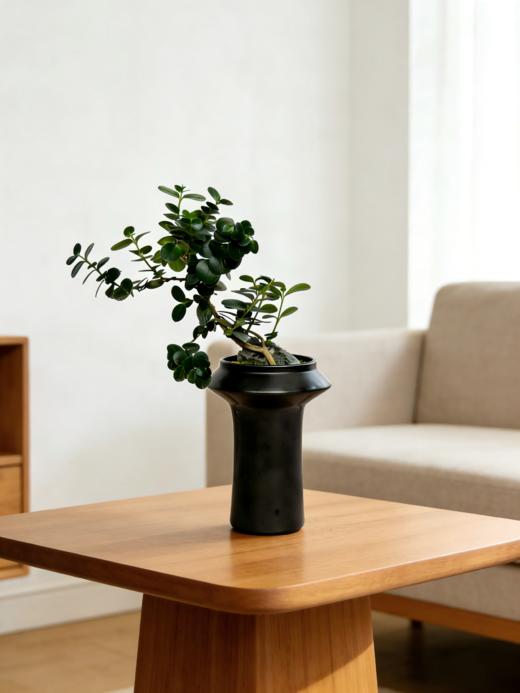 串钱木 商品图2