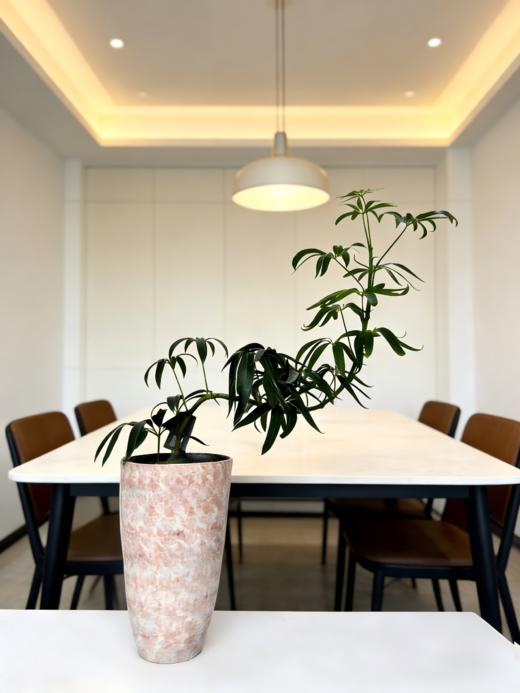 夏威夷细叶伞 商品图1