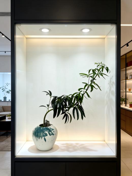 夏威夷细叶伞 商品图0