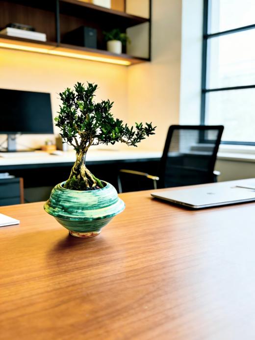 造型黄杨 商品图2