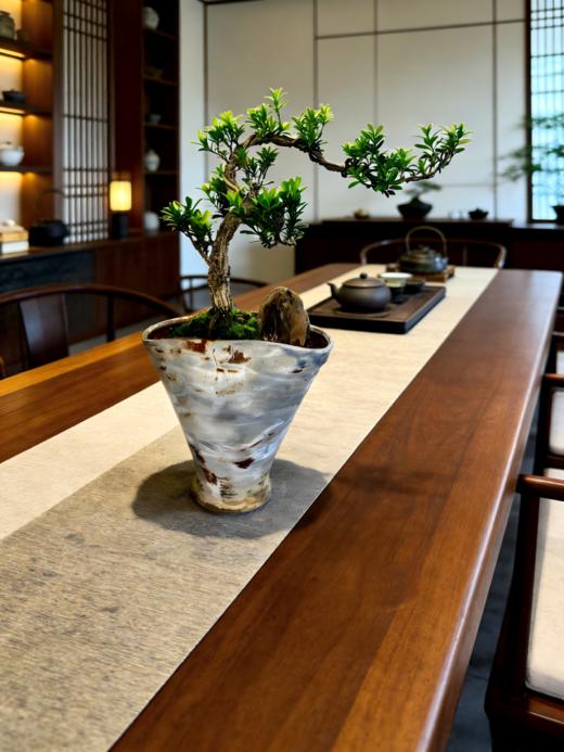 造型黄杨 商品图0