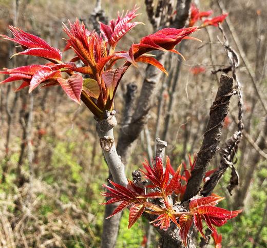 香椿芽 商品图1