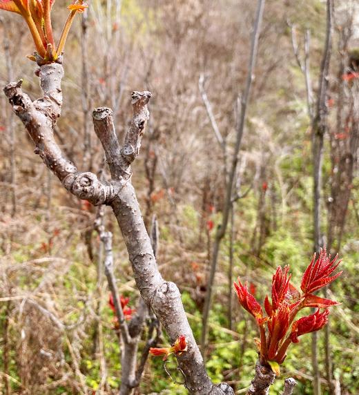 香椿芽 商品图5
