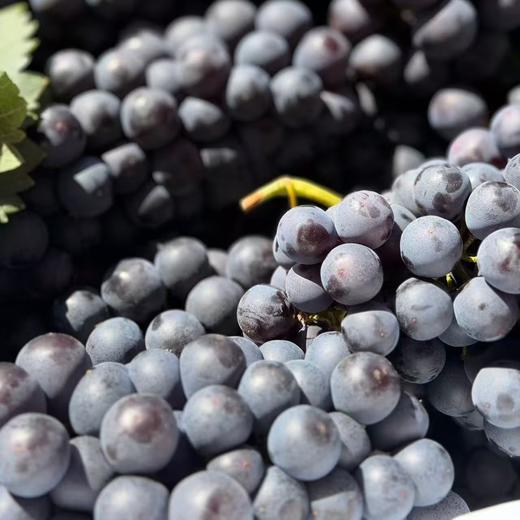 建水「蓝莓葡萄」1kg 商品图5