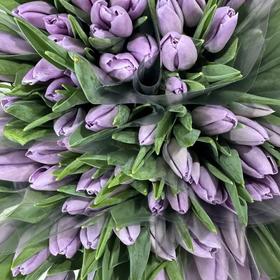 4月2日郁金香-浅紫 37cm30g-10支