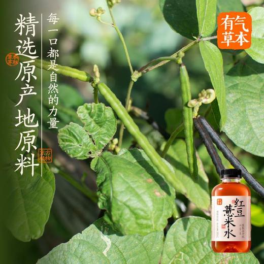 果子熟了x有气草本植物饮料红豆薏米水 500ml/瓶 商品图2