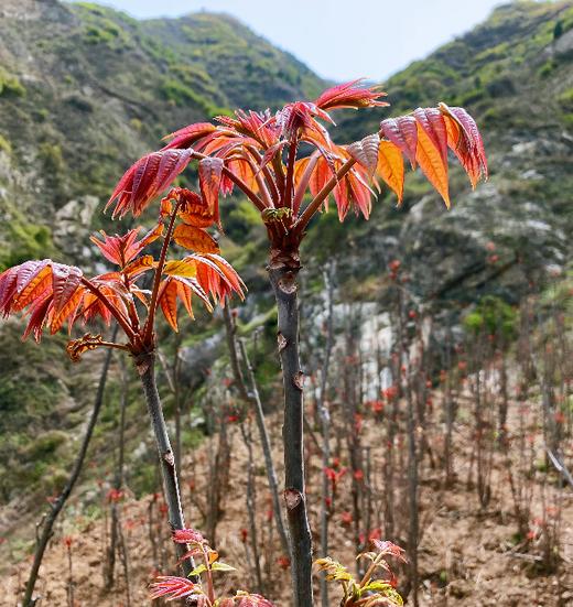 香椿芽 商品图4