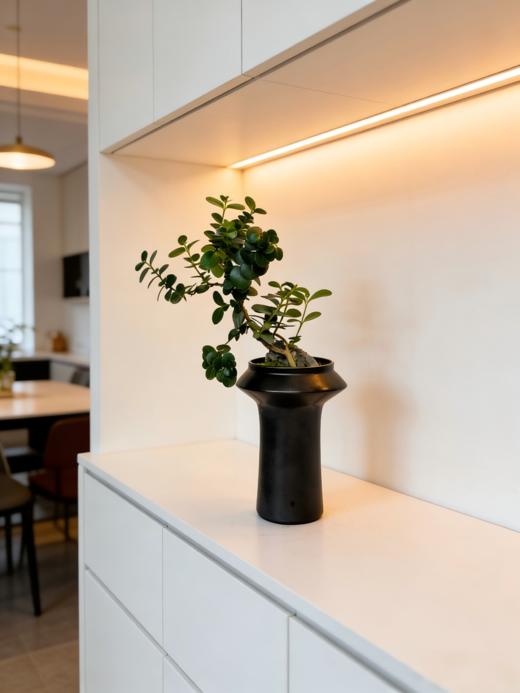 串钱木 商品图0