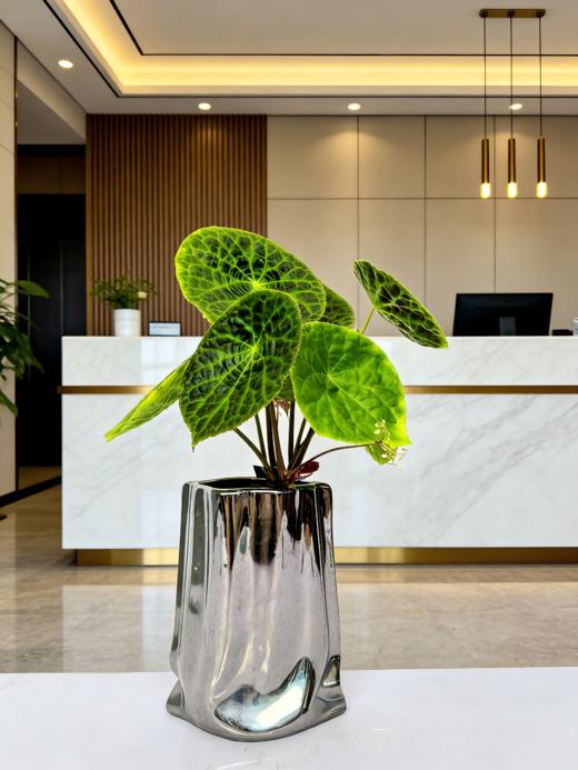 福寿秋海棠 商品图2